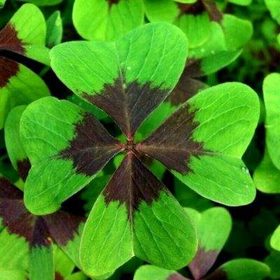 灵剑手游最新版本下载